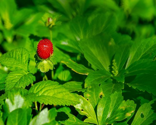 Freshly cut vibrant strawberries and dragon fruit lifestyle
